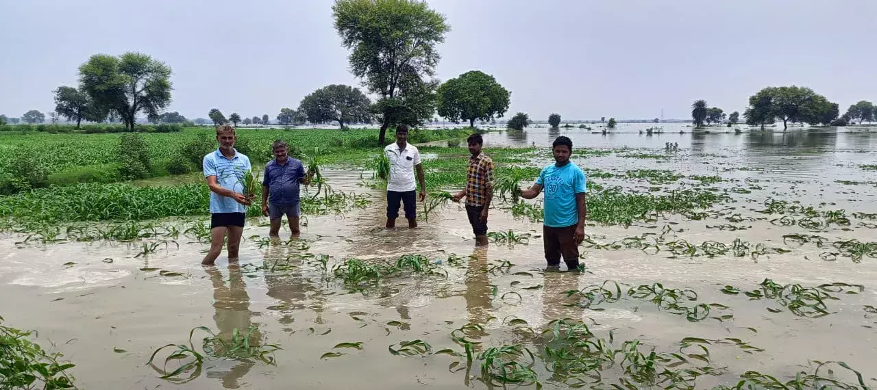 मिढ़ावली में और बढ़ा यमुना का जलस्तर, बाजरा व तिल की फसलों में भरा पानी