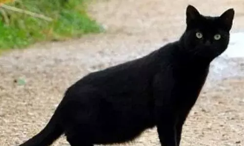 दबे पांव आई बिल्ली और सवा माह के बच्चे को खा गई