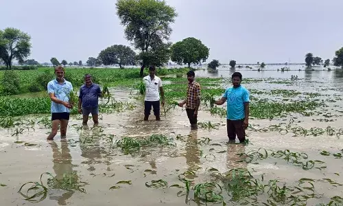 मिढ़ावली में और बढ़ा यमुना का जलस्तर, बाजरा व तिल की फसलों में भरा पानी