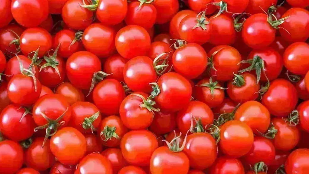 सरकार के उठे कदम से टमाटर 40 रुपए सस्ता हुआ