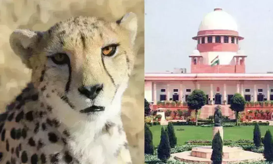 सुप्रीम कोर्ट ने कूनो में चीतों की मौत पर जताई चिंता, कहा - दूसरी जगह शिफ्ट करने पर विचार क्यों नहीं किया ? सुप्रीम कोर्ट ने कूनो में चीतों की मौत पर जताई चिंता, कहा - दूसरी जगह शिफ्ट करने पर विचार क्यों नहीं किया ?