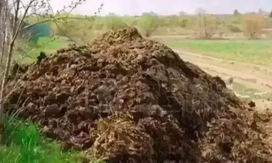 छत्तीसगढ़ विधानसभा में गूंजा गोबर घोटाला, पांच साल में 229 करोड़ का गोबर गायब,  भाजपा ने मांगा जवाब