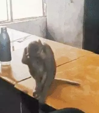 शिक्षा विभाग की महिलाओं ने की शिकायत, कहा बंदर हमें परेशान करता है, पुरुषों को नहीं....