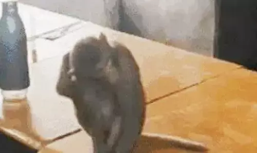 शिक्षा विभाग की महिलाओं ने की शिकायत, कहा बंदर हमें परेशान करता है, पुरुषों को नहीं....