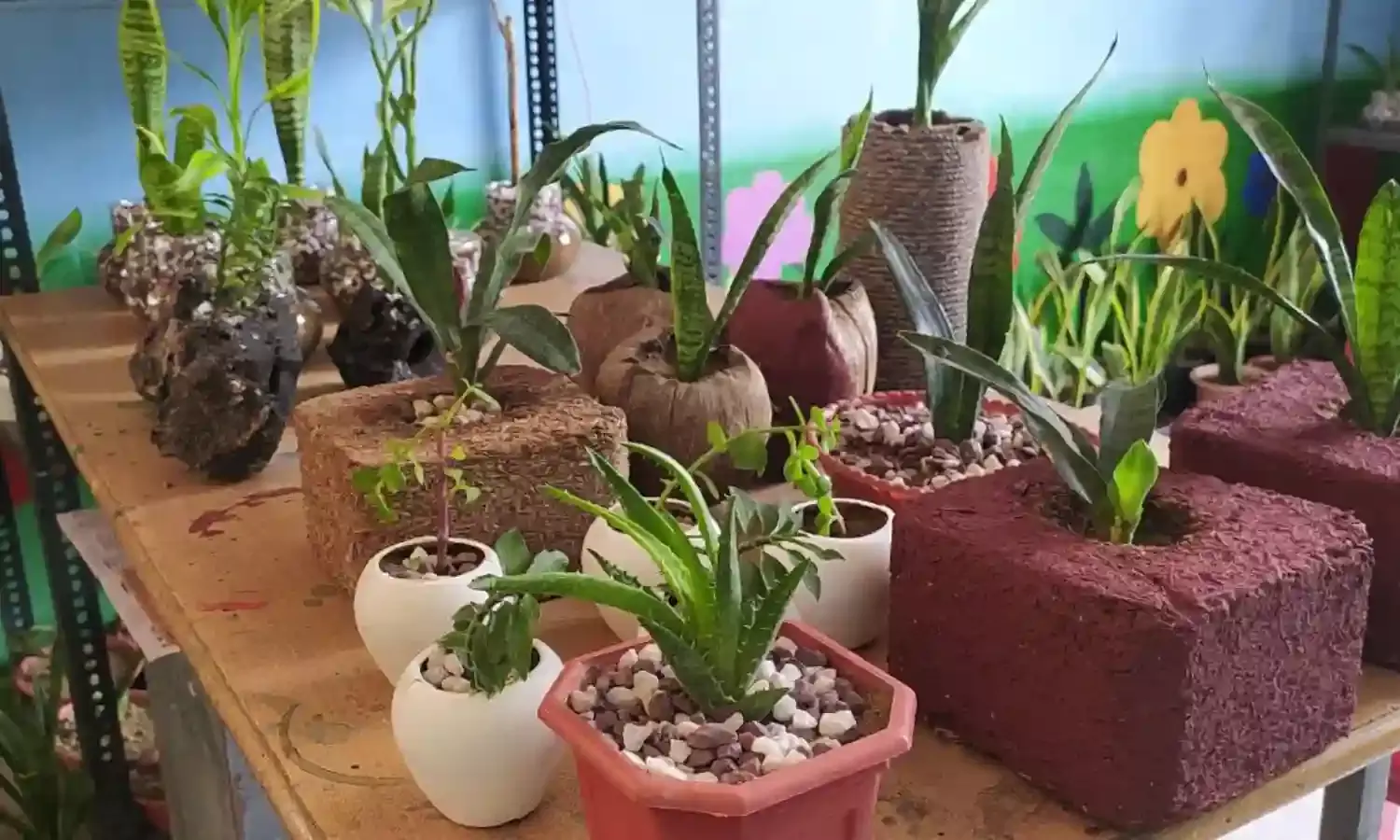 सूखे घास और नारियल से बने गमले में लगे स्नेक और बेंजीन प्लांट कैंसर पैदा करने वाले प्रदूषकों को हवा से करेंगे कम