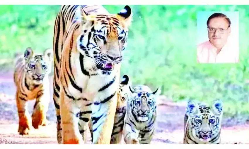 मध्य प्रदेश फिर बना बाघ राज्य