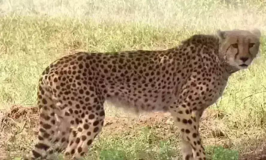 कूनो से फिर आई बुरी खबर,  9वें चीते की मौत, नामीबिया से लाई गई थी धात्री