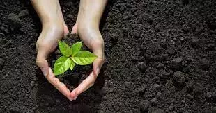 साहब हम अपराध से रहेंगे दूर...जिला दण्डाधिकारी ने दो आरोपियों को सिरोल पहाड़ी पर पौधारोपण करने की दी सजा साहब हम अपराध से रहेंगे दूर...जिला दण्डाधिकारी ने दो आरोपियों को सिरोल पहाड़ी पर पौधारोपण करने की दी सजा