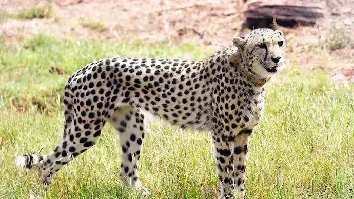 Cheetah in kuno