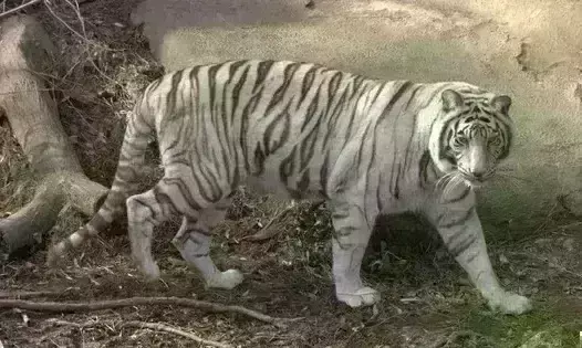 विश्व शेर दिवस पर विशेष : सफेद शेरों की धरती रीवा