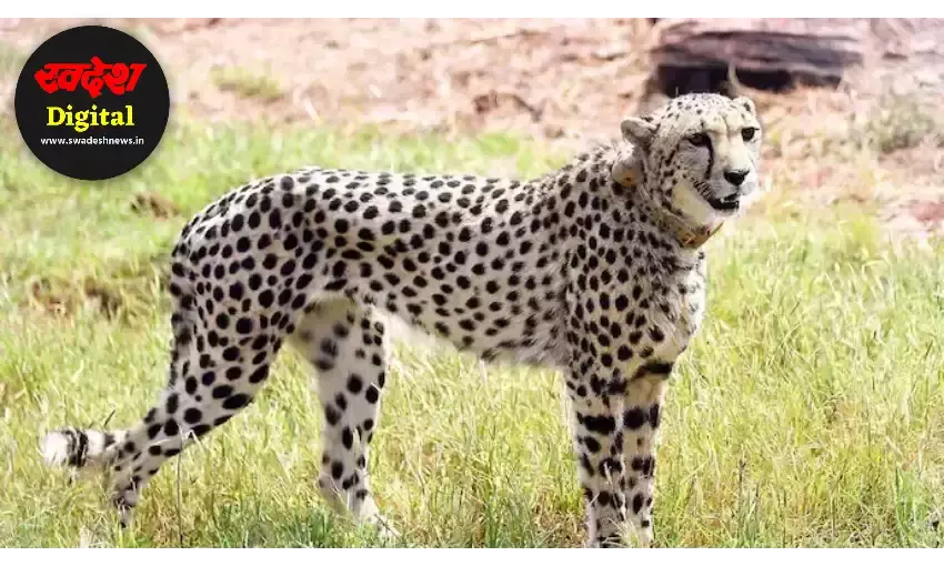 Cheetah in kuno