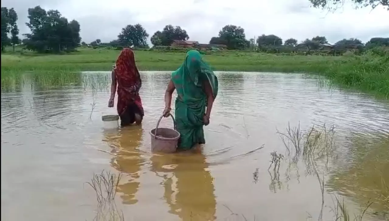 विडंबना: खेत के गड्ढ़े का पानी पीने को मजबूर 470 परिवार, बिजली की बदहाली से सब बेहाल विडंबना: खेत के गड्ढ़े का पानी पीने को मजबूर 470 परिवार, बिजली की बदहाली से सब बेहाल