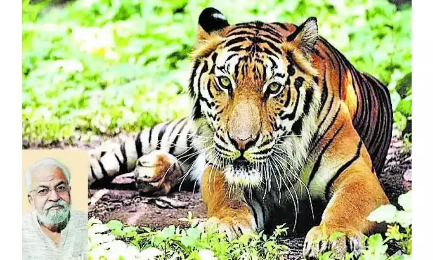 बाघों के संरक्षण पर गहराते सवाल