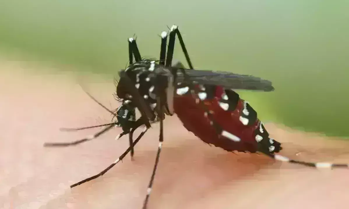 जिले भर में 35 कर्मचारियों के भरे एंटी लार्वा सर्वे, डेंगू से लड़ने स्वास्थ्य विभाग के पास नहीं स्टाफ