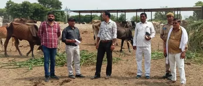 तहसीलदार ने गौशालाओं का किया निरीक्षण, बेहतर मिलीं व्यवस्थाएं