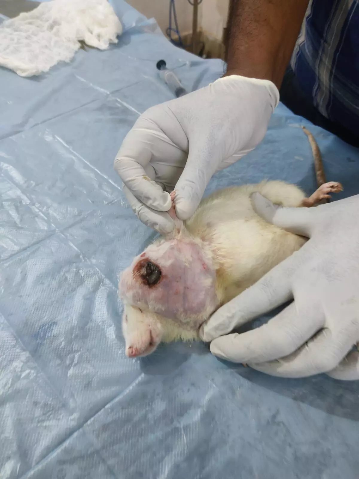 अनूठा ऑपरेशन: कैंसर से जूझ रहे फीमेल चूहे की डॉ.ब्रहस्पती ने बचाई जान