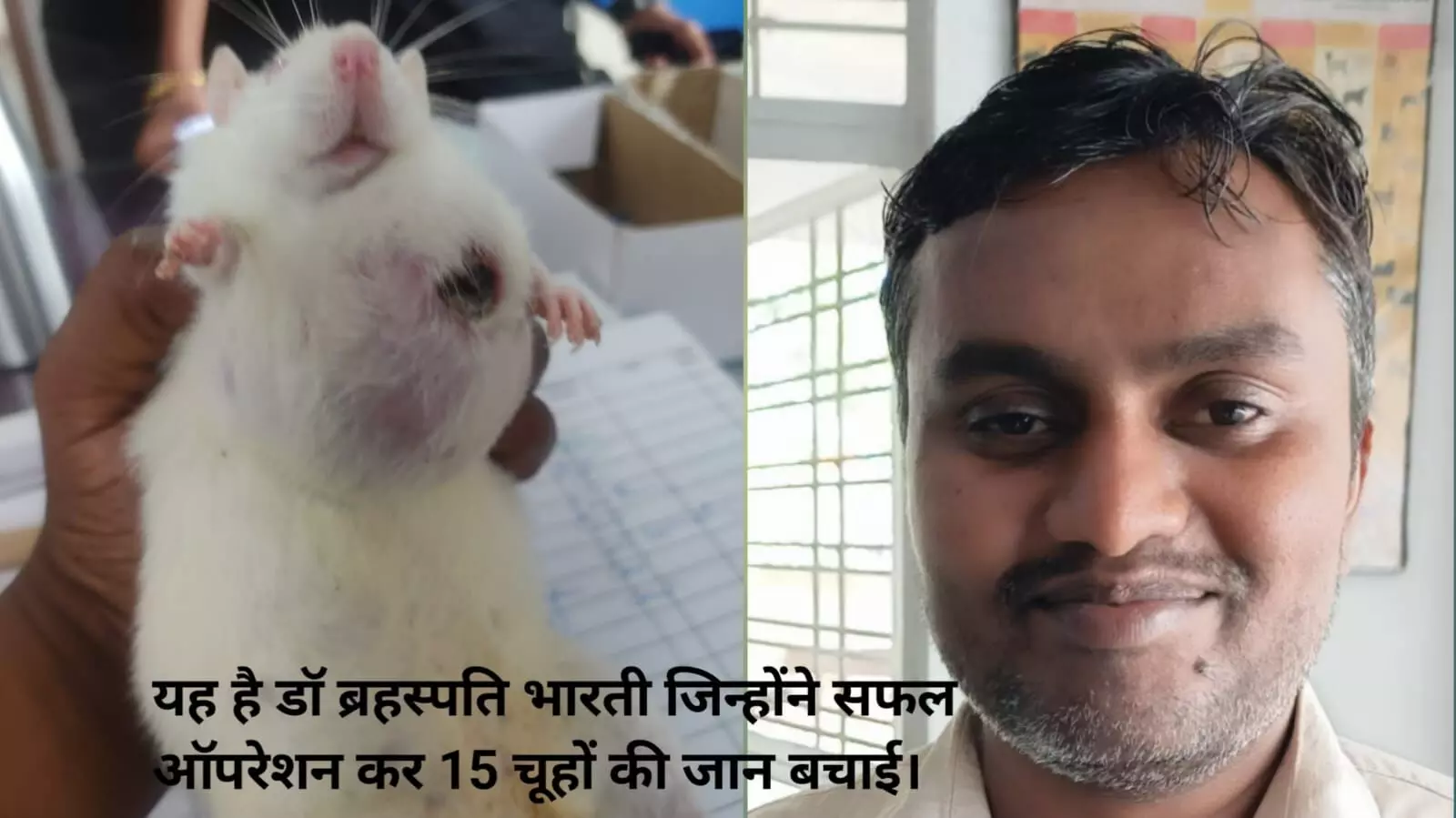 अनूठा ऑपरेशन: कैंसर से जूझ रहे फीमेल चूहे की डॉ.ब्रहस्पती ने बचाई जान