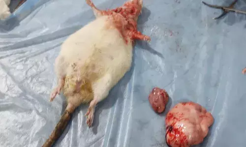 अनूठा ऑपरेशन: कैंसर से जूझ रहे फीमेल चूहे की डॉ.ब्रहस्पती ने बचाई जान