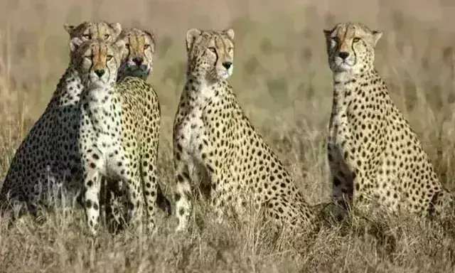 मप्र में प्रोजेक्ट चीता 2.0 की तैयारियां, जानिए अब किस देश से लाए जाएंगे भारत? मप्र में प्रोजेक्ट चीता 2.0 की तैयारियां, जानिए अब किस देश से लाए जाएंगे भारत?