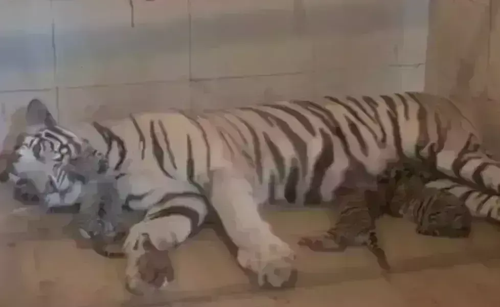 सिंरिज से शावक को दे रहे चिकन सूप, किडनी में संक्रमण