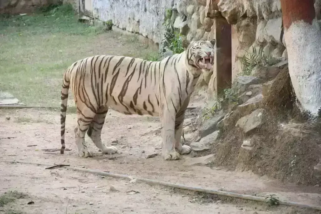 गांधी प्राणी उद्यान में टाइगर के बीमार चल रहे शावक का निधन