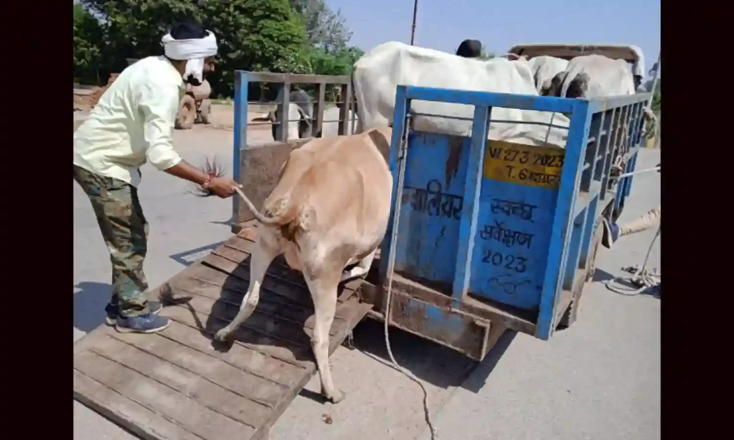 मदाखलत अमले ने की मवेशियों की धड़पकड़