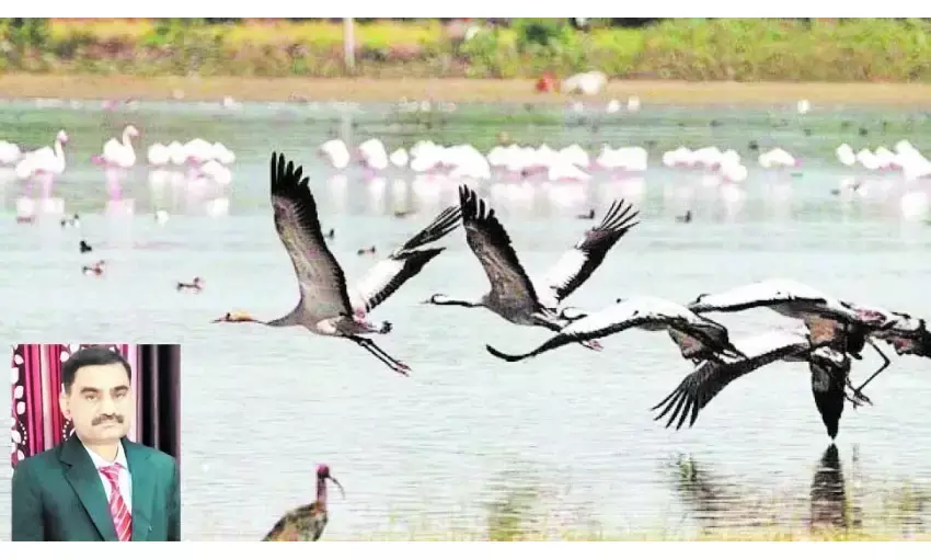 प्रवासी पक्षियों को संरक्षण की जरूरत