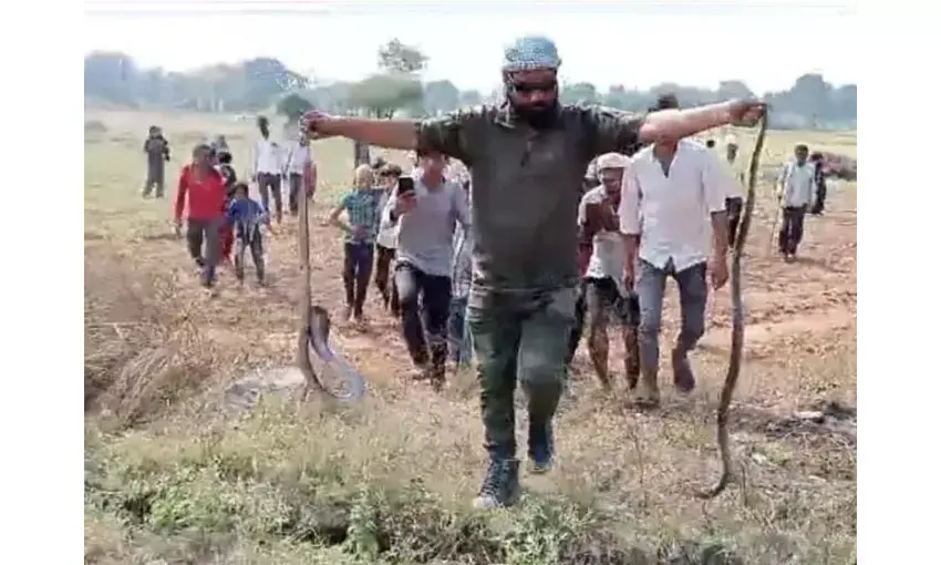 नागिन के पीछे दो कोबरा भिड़े सर्पमित्र ने बचाई दोनों की जान