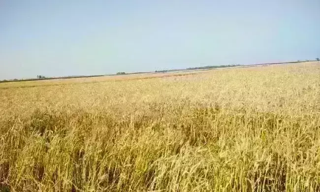 subsidy on fertilizer