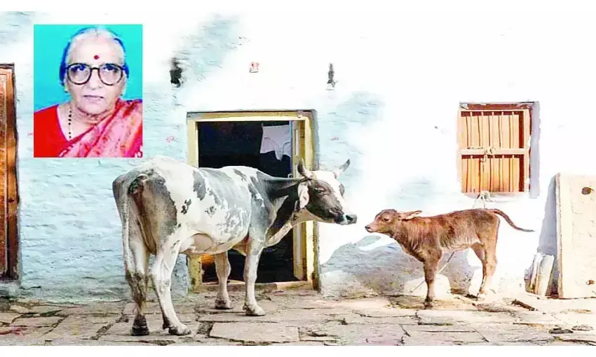 गाय द्वारा प्रदत्त पंचगव्य अत्यधिक स्वास्थ्यवर्धक