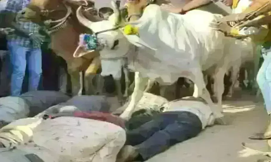 उज्जैन में अनोखी परंपरा, गोवर्धन पूजा के बाद लोगों को गायों के झुंड ने रौंदा उज्जैन में अनोखी परंपरा, गोवर्धन पूजा के बाद लोगों को गायों के झुंड ने रौंदा