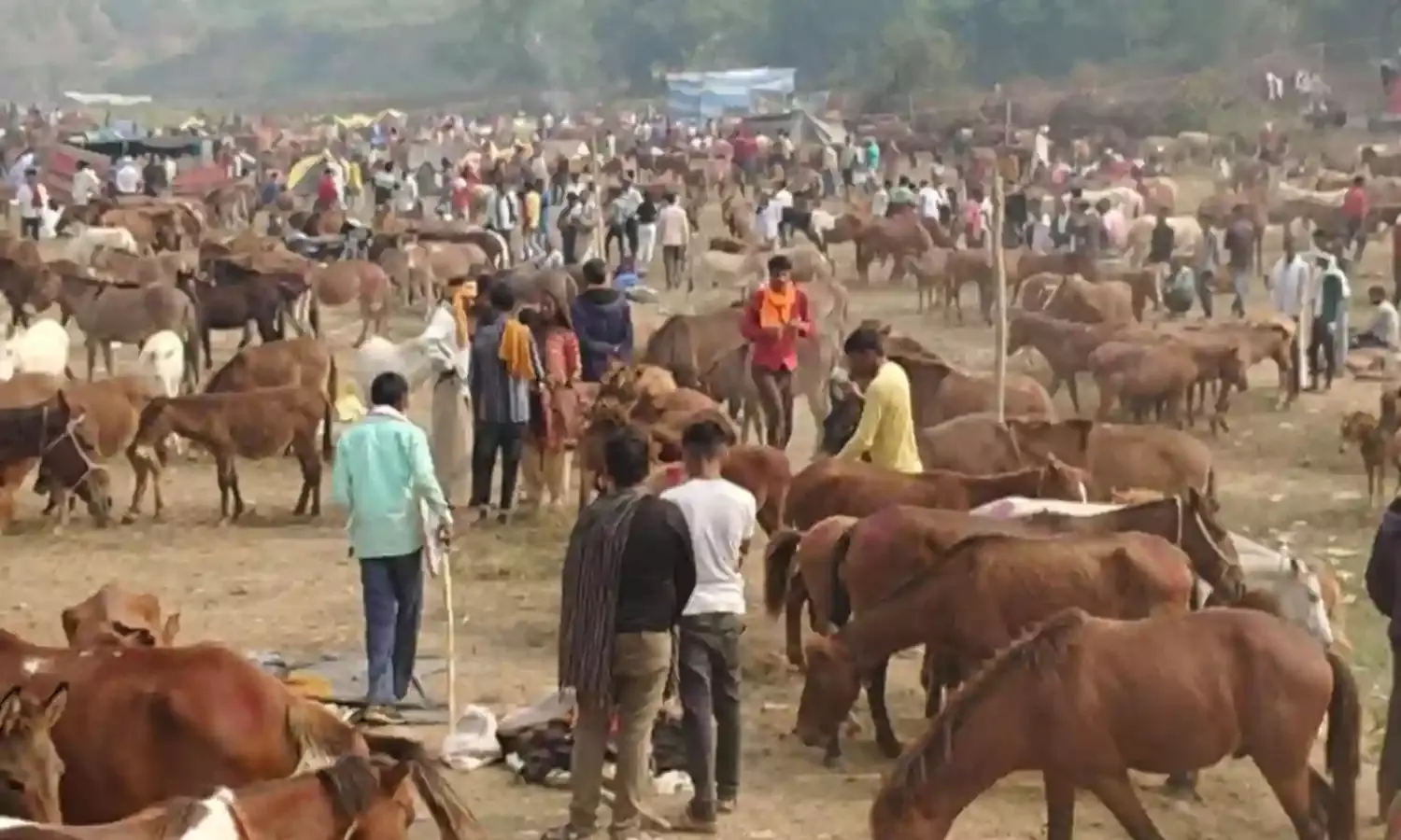 चित्रकूट में सजा गधों का बाजार, 41 हजार में बिक गई कटरीना