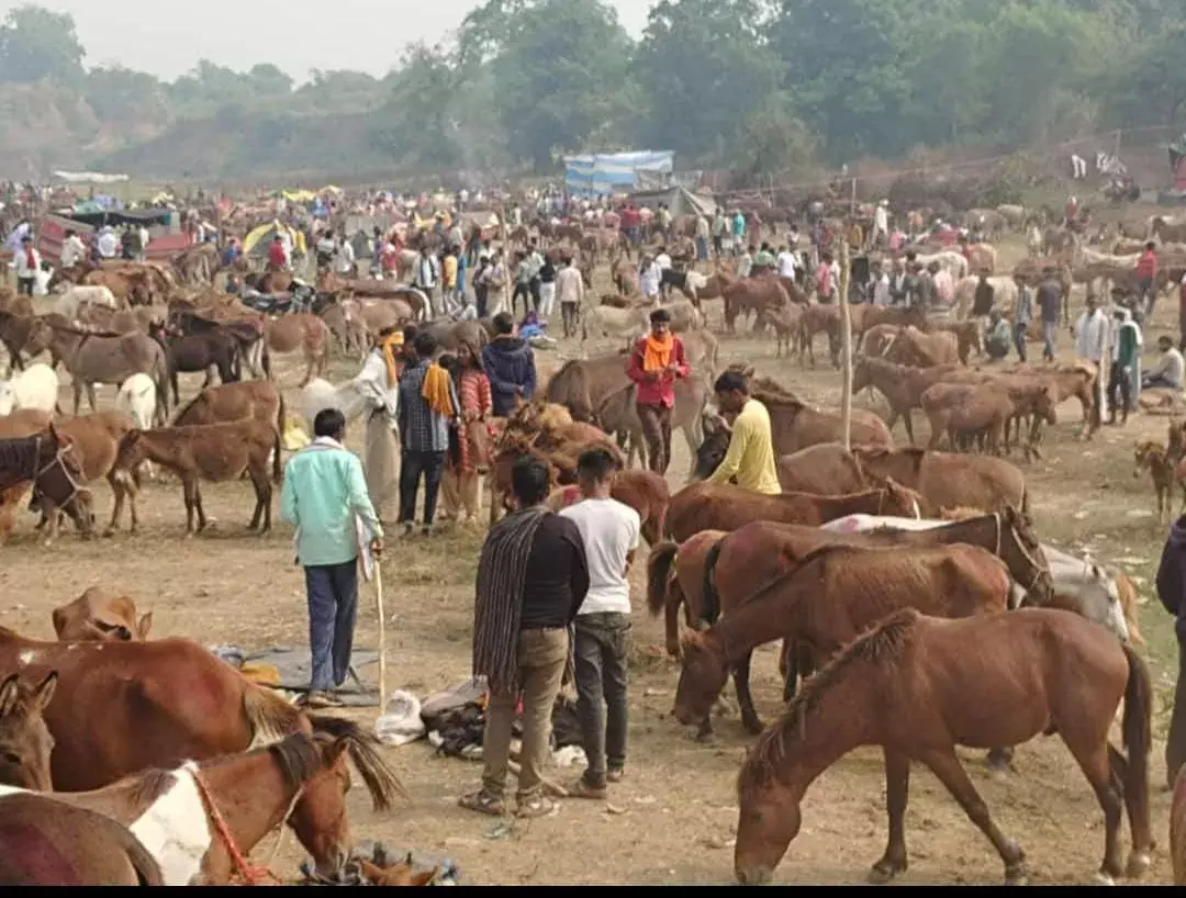 चित्रकूट में सजा गधों का बाजार, 41 हजार में बिक गई कटरीना