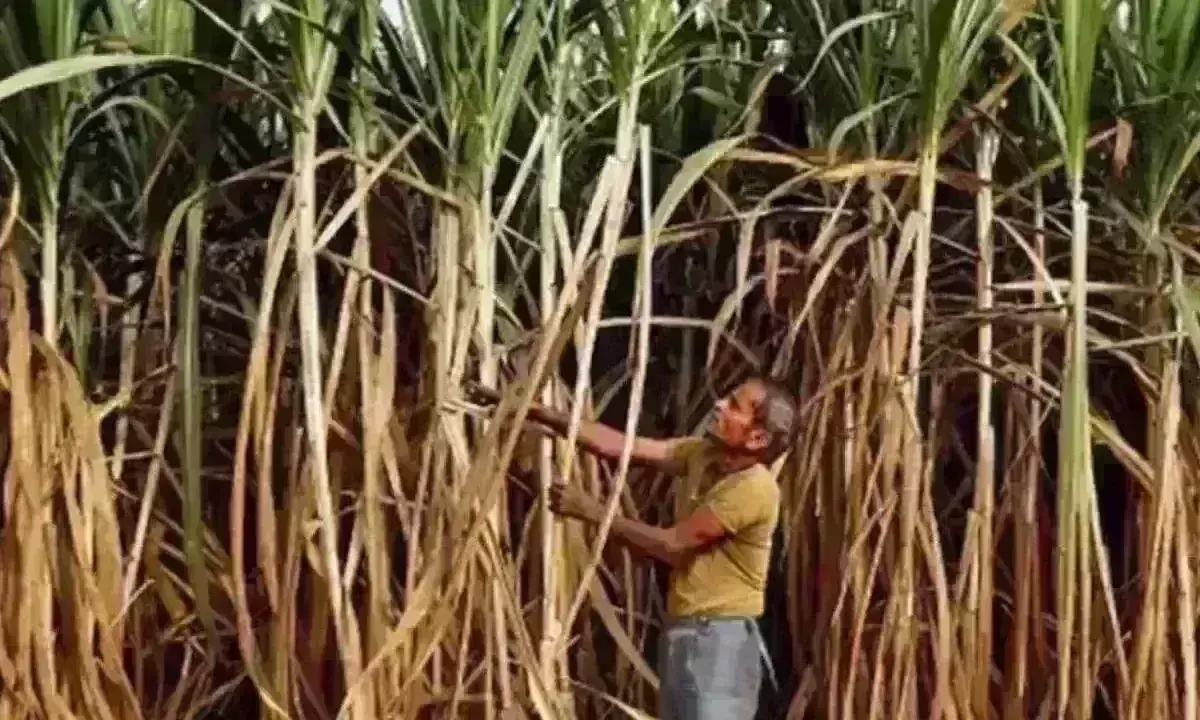 sugarcane