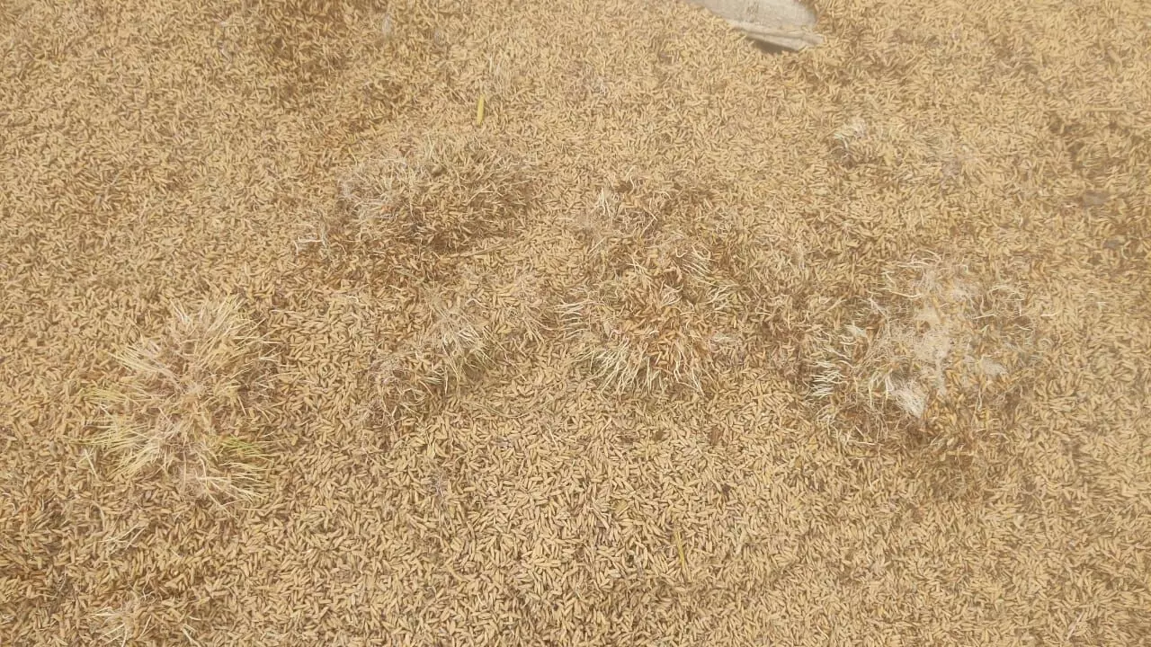 बारिश के कारण खलिहान में जमने लगी धान, उपज नहीं बेच पा रहा किसान