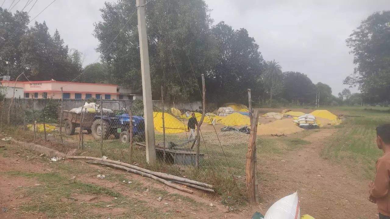 बारिश के कारण खलिहान में जमने लगी धान, उपज नहीं बेच पा रहा किसान