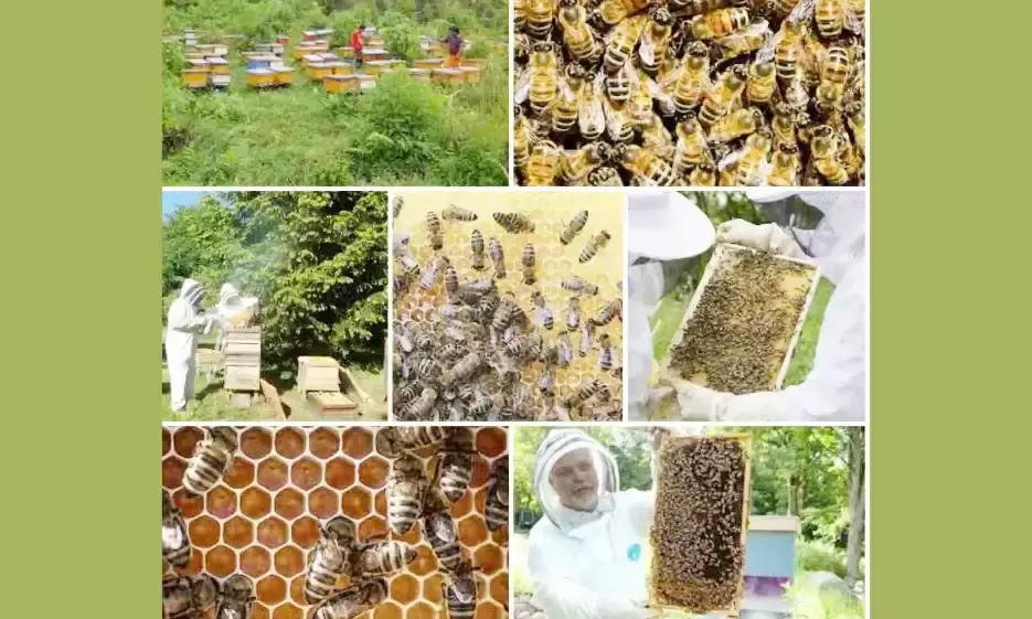 मधुमक्खी पालन बदल सकता है किसान का जीवन, जरूरत है सोच बदलने की