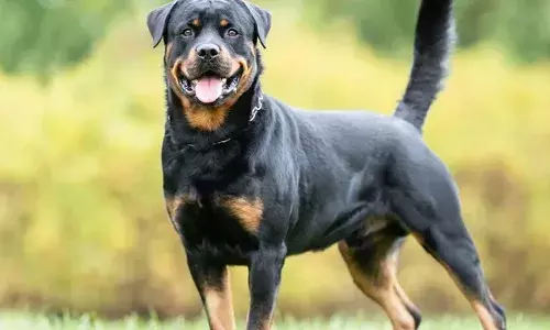 देश में क्या खूंखार डॉग्स को पालने में लगेगी रोक?