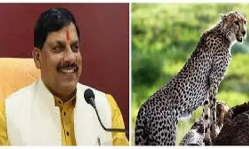 मप्रः कूनो फॉरेस्ट फेस्टिवल आज से, मुख्यमंत्री डॉ. मोहन यादव करेंगे शुभारंभ