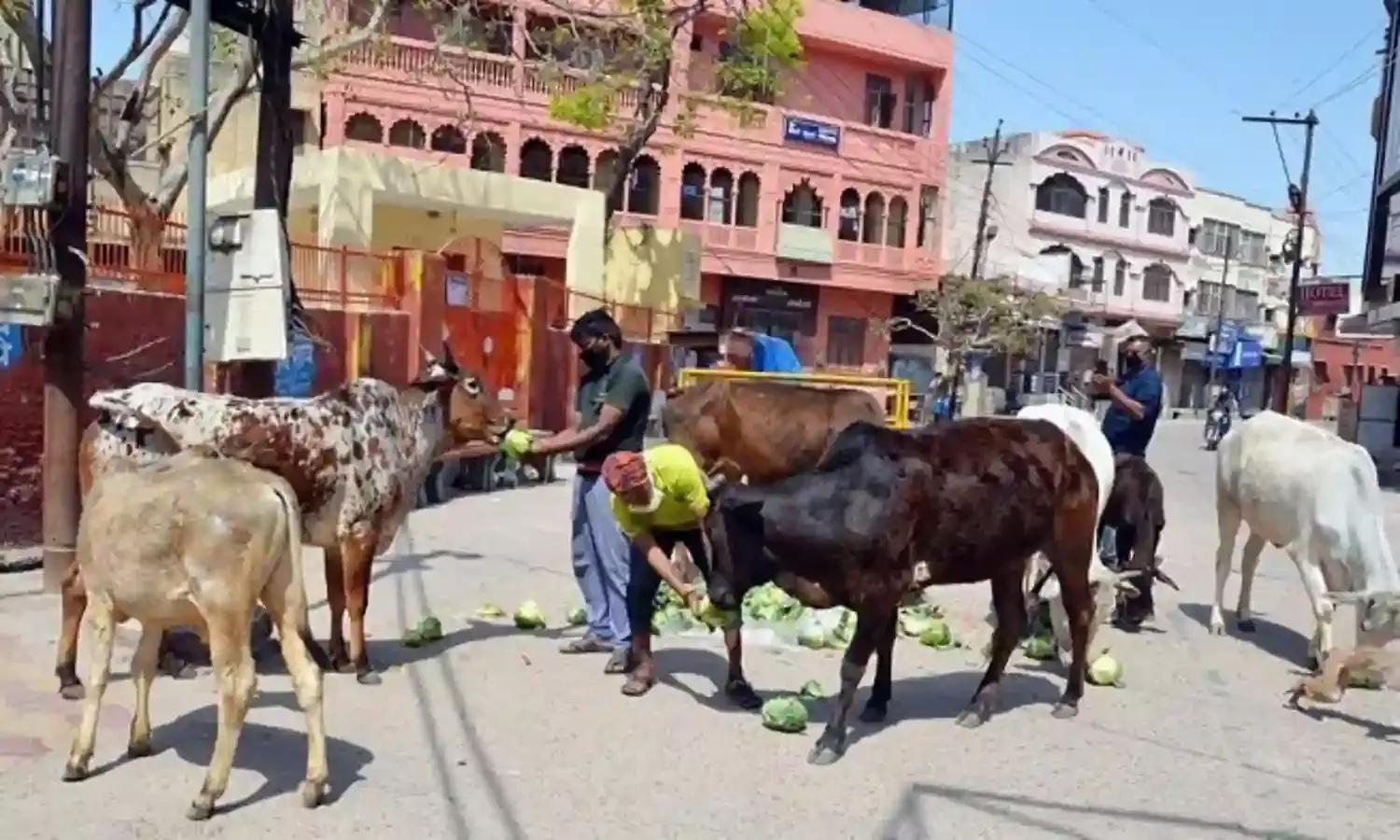 गाजियाबाद: सड़कों पर विचरण कर रहे पांच सौ से अधिक गौवंश को आश्रय स्थल पहुंचाया