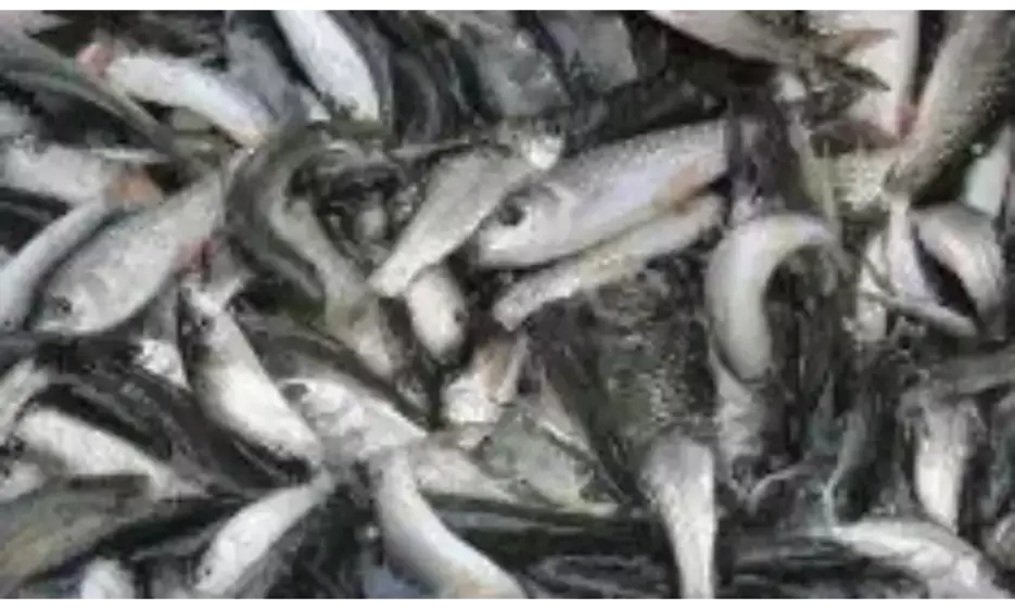 मुर्गी और मछली की दुकानों को बंद कराने पहुंचा अमल, दुकानें बंद कर भागे