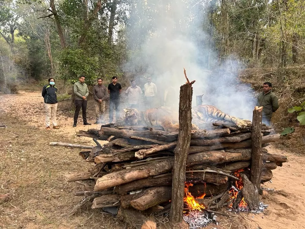बांधवगढ़ टाइगर रिजर्व में 24 घण्टे के अंदर दो बाघों की मौत, प्रबंधन में हड़कंप