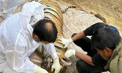 बांधवगढ़ टाइगर रिजर्व में 24 घण्टे के अंदर दो बाघों की मौत, प्रबंधन में हड़कंप