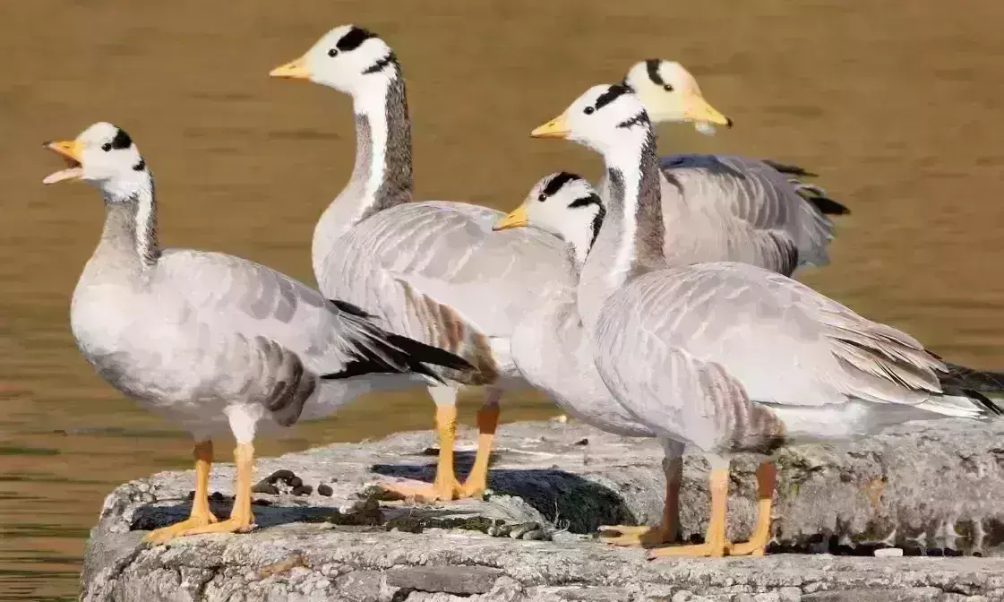 यूरोप, रशिया, कजाकिस्तान से आए परिंदों ने शहर के जलाशयों को बनाया ठिकाना