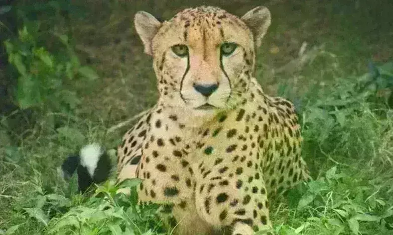 कूनो से भागा चीता राजस्थान में मिला, ट्रैंकुलाइज कर लाया गया वापस