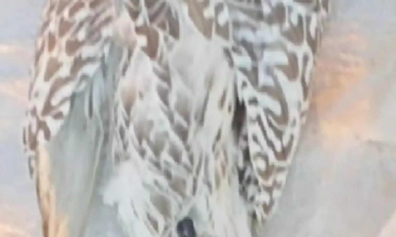 पाकिस्तान का संदिग्ध प्रशिक्षित बाज जैसलमेर में सीमा पर मरा पाकिस्तान का संदिग्ध प्रशिक्षित बाज जैसलमेर में सीमा पर मरा