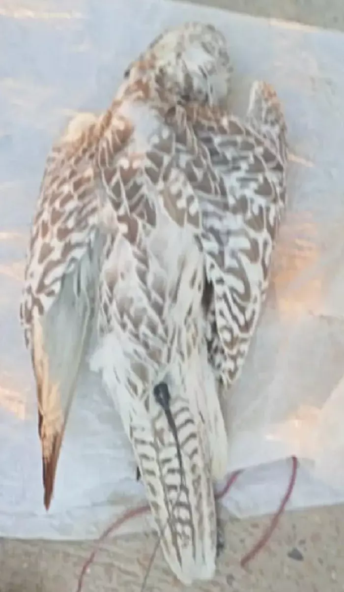 पाकिस्तान का संदिग्ध प्रशिक्षित बाज जैसलमेर में सीमा पर मरा