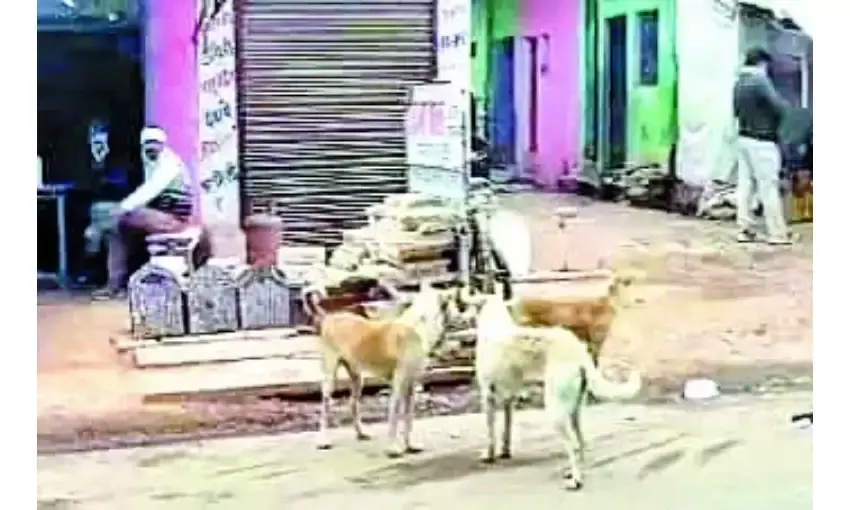 झांसी-आवारा कुत्तों का आतंक मऊरानीपुर में 42 लोगों को काटा