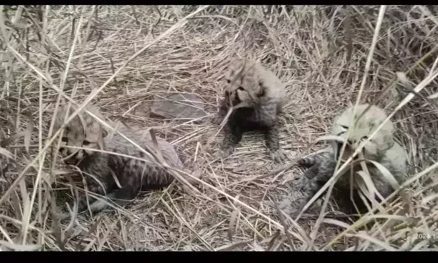 कूनो से आई खुशखबरी, चीता आशा ने तीन शावकों को जन्म दिया