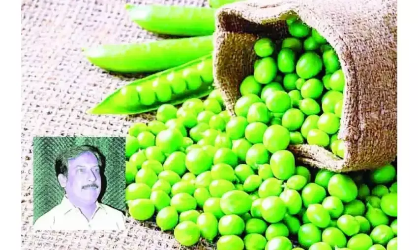 मटर मय संसार